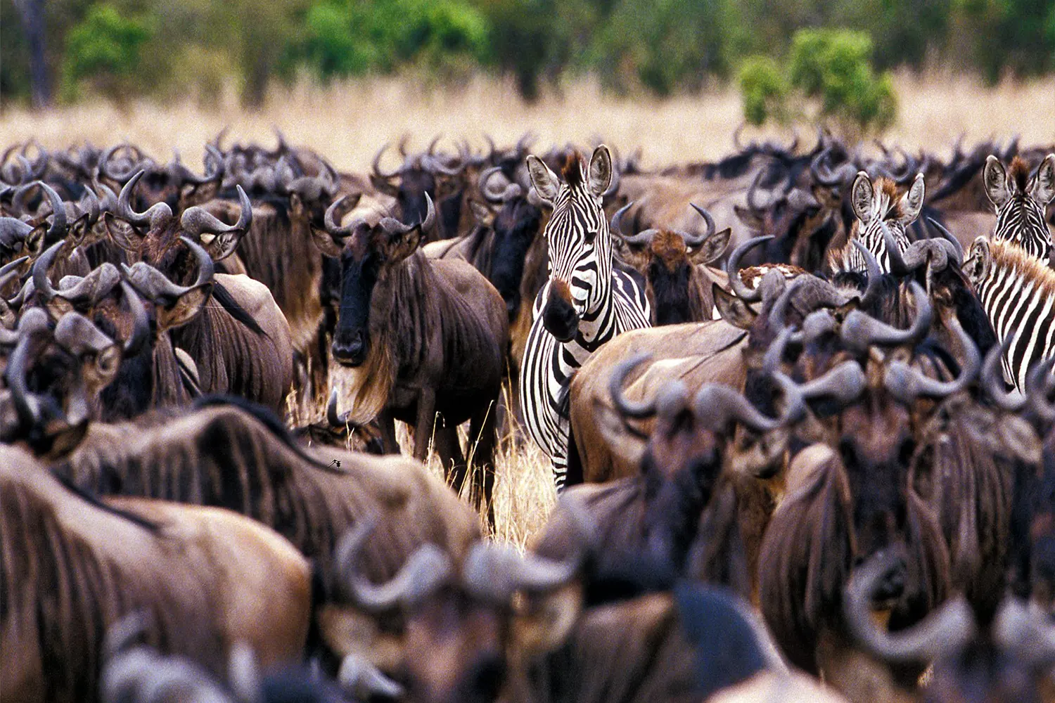 9-day Serengeti Wildebeest Migration Safari Package