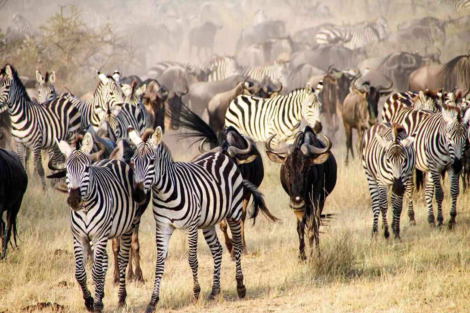 8-day Serengeti Migration Safari Tour Package
