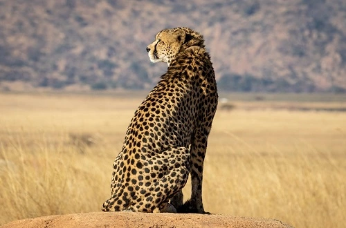 Ngorongoro Conservation Area