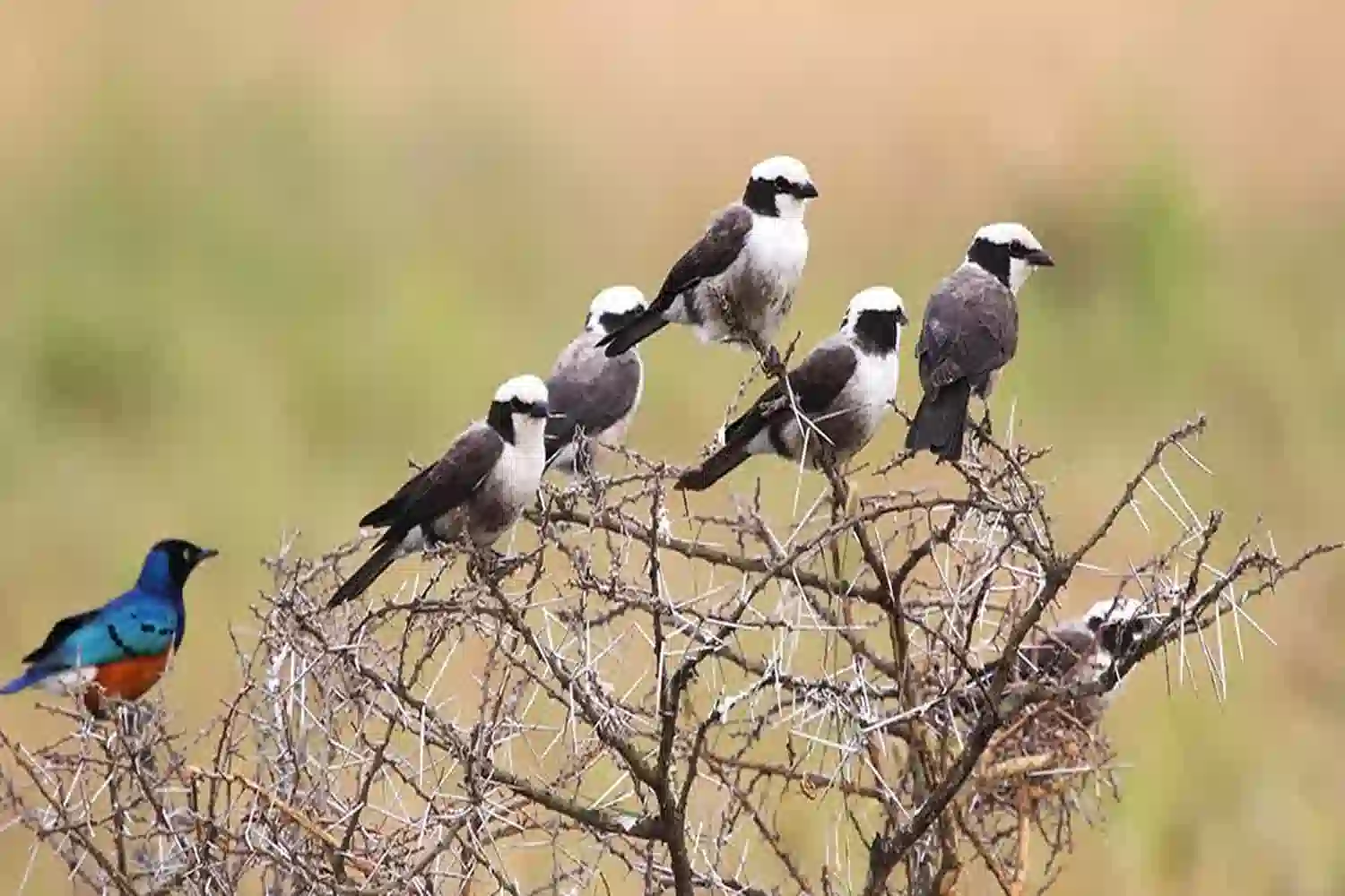 10 Must-See Birds in Tanzania for First-Time Birders