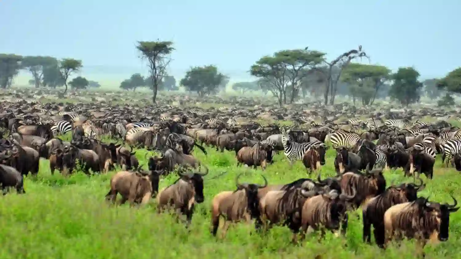 14-Day Serengeti Extended Safari