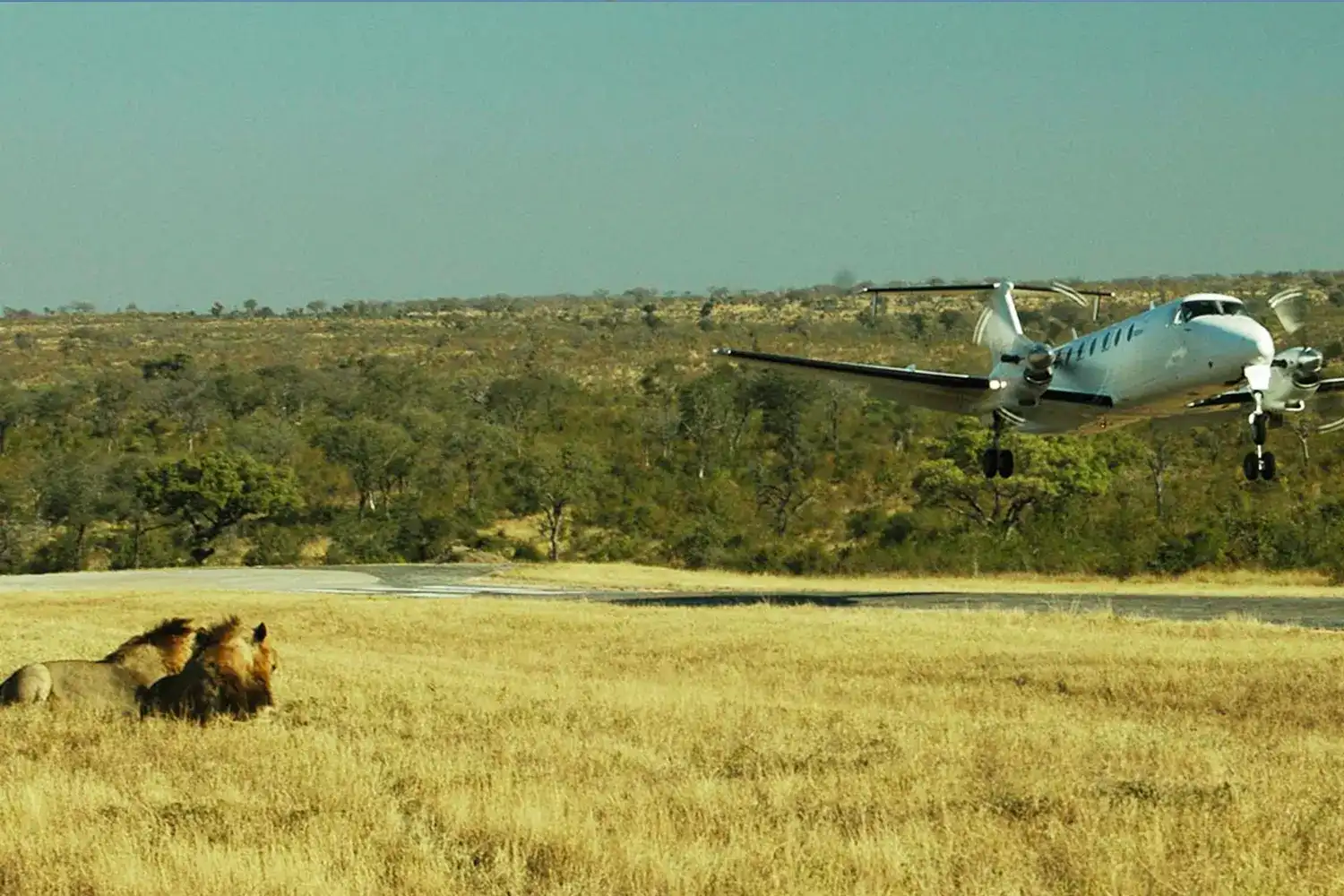 Miglior Serengeti Fly-In Fly-Out da Arusha/Zanzibar|Costo|2025
