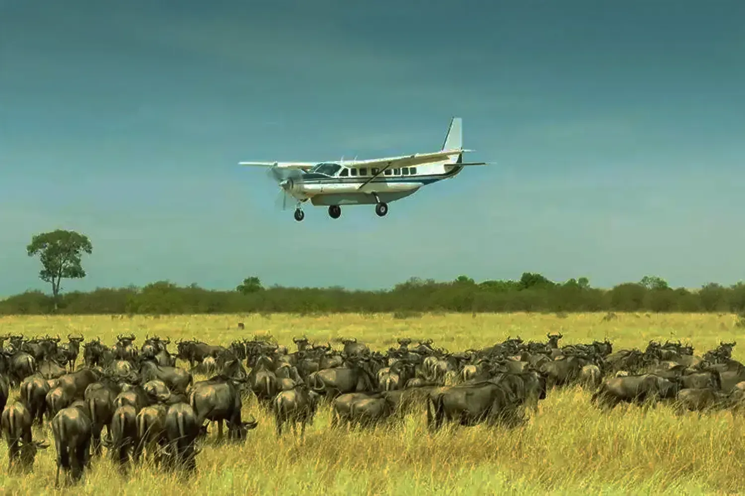 2-Day Serengeti Fly-In Safari