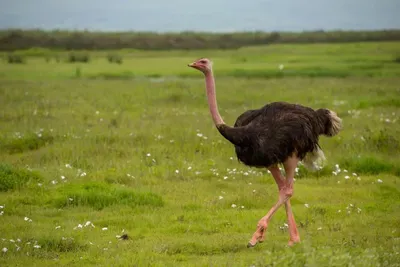 9-Days Ngorongoro birding excursion