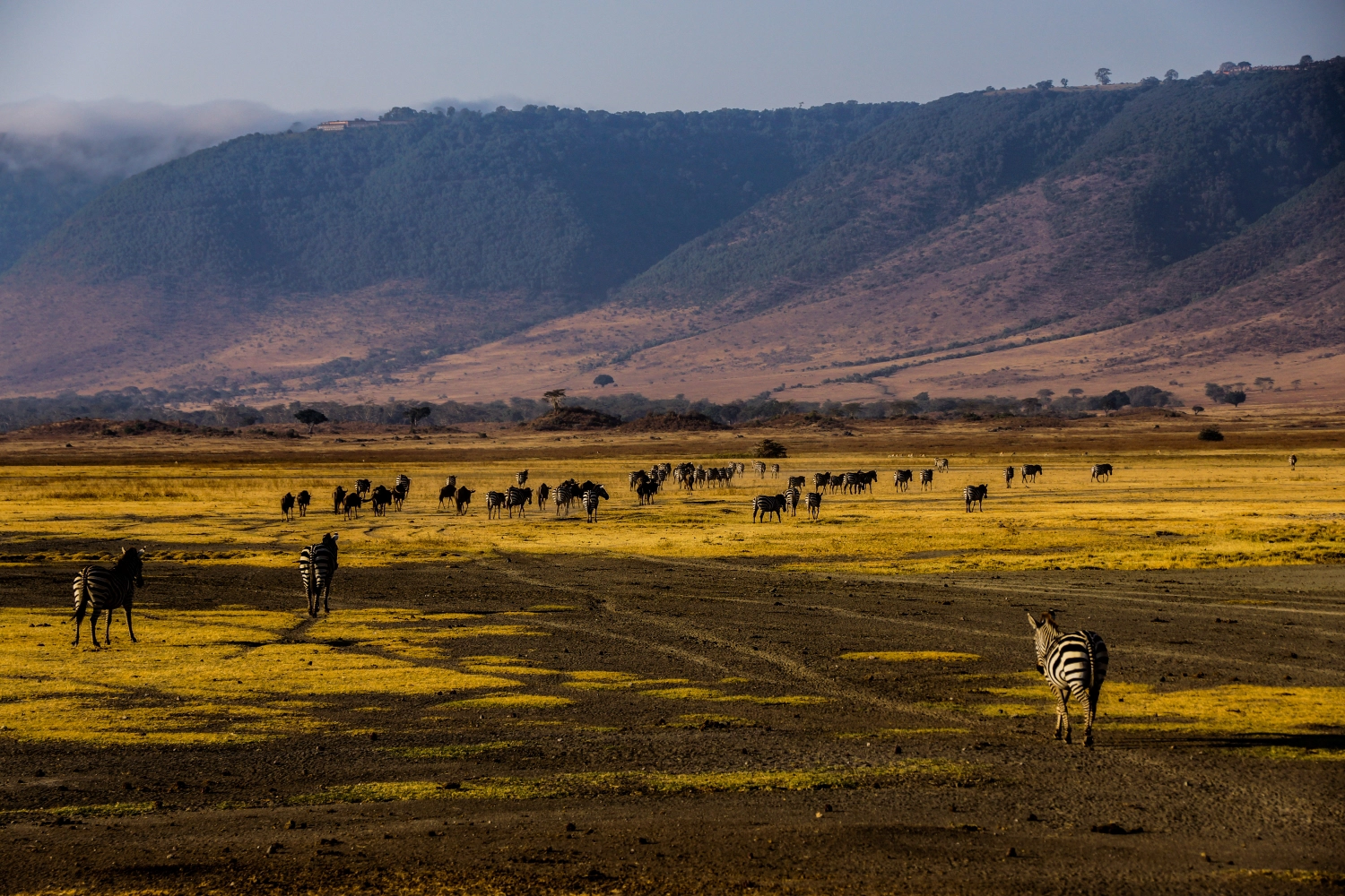 2 days Ngorongoro conservation and crater