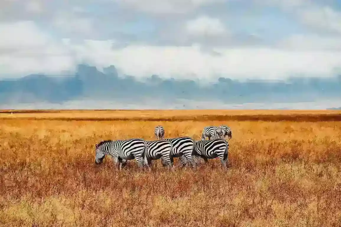 Zebras grazing on the Ngorongoro Crater floor below the clouded crater rim