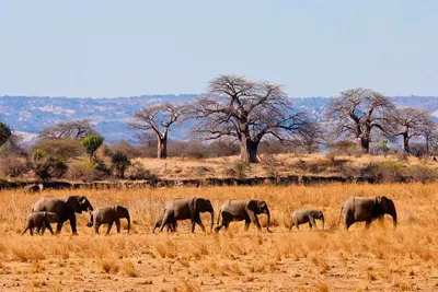The best Tanzania tailor-made safari | Private customized safaris 2025-2026 | Build your own Itinerary
