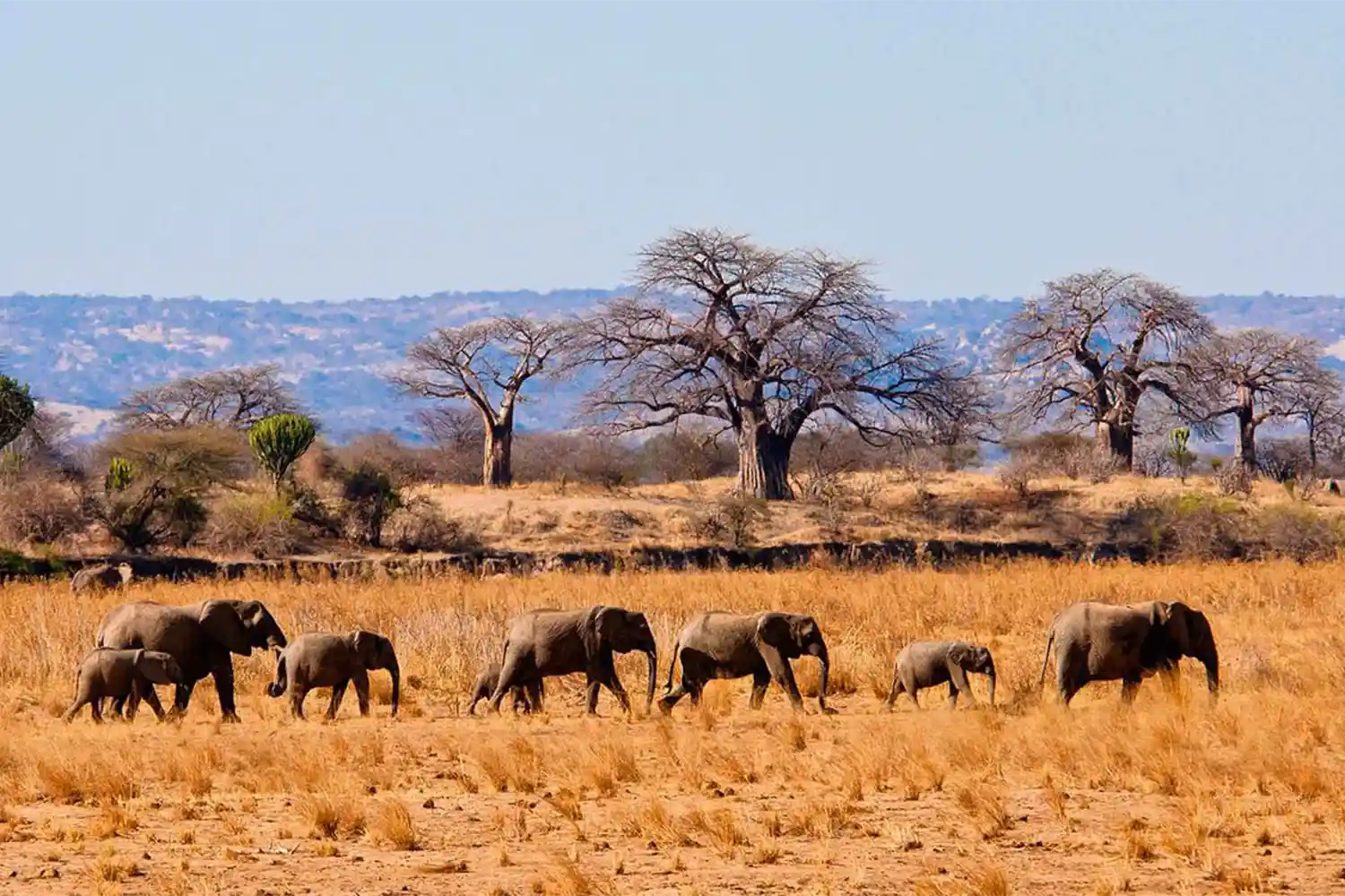 2 day Tarangire safari