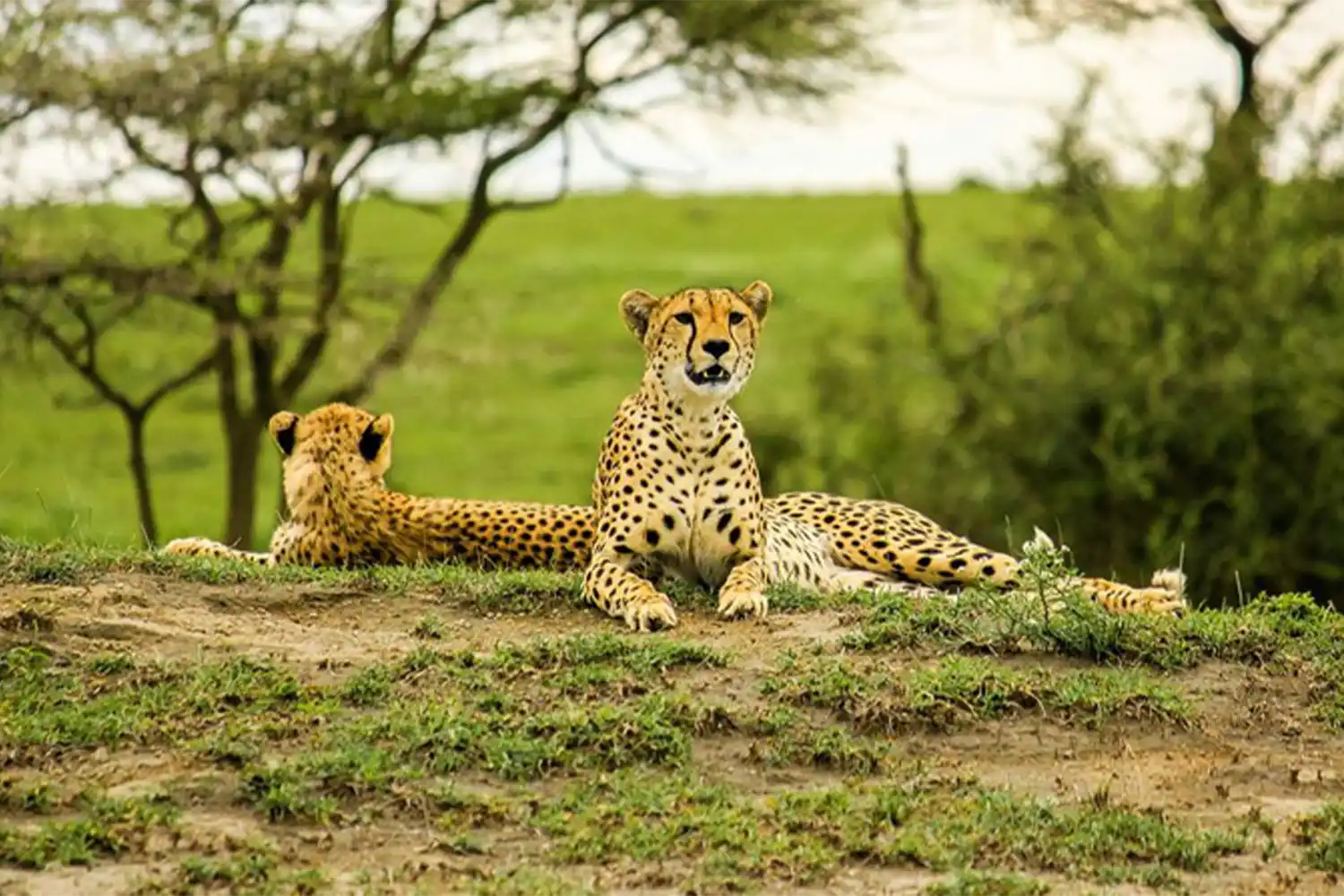 2-Day Tanzania luxury lodge safari to Lake Manyara and Ngorongoro