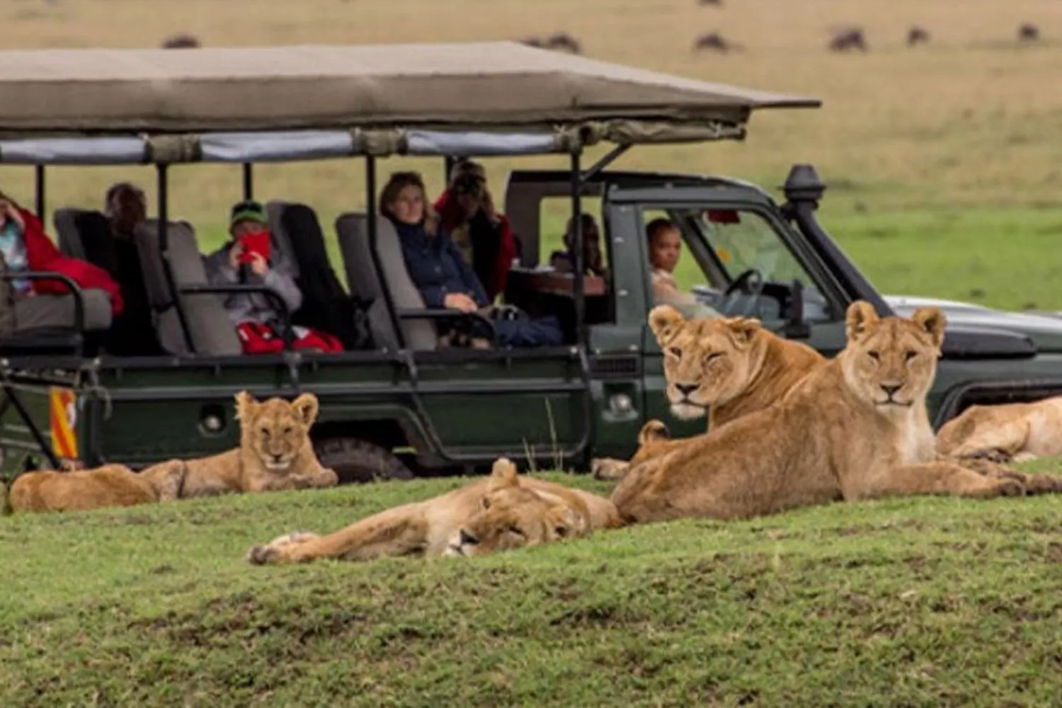 Turistes que veuen animals durant el safari econòmic de 3 dies al Serengeti des d'Arusha