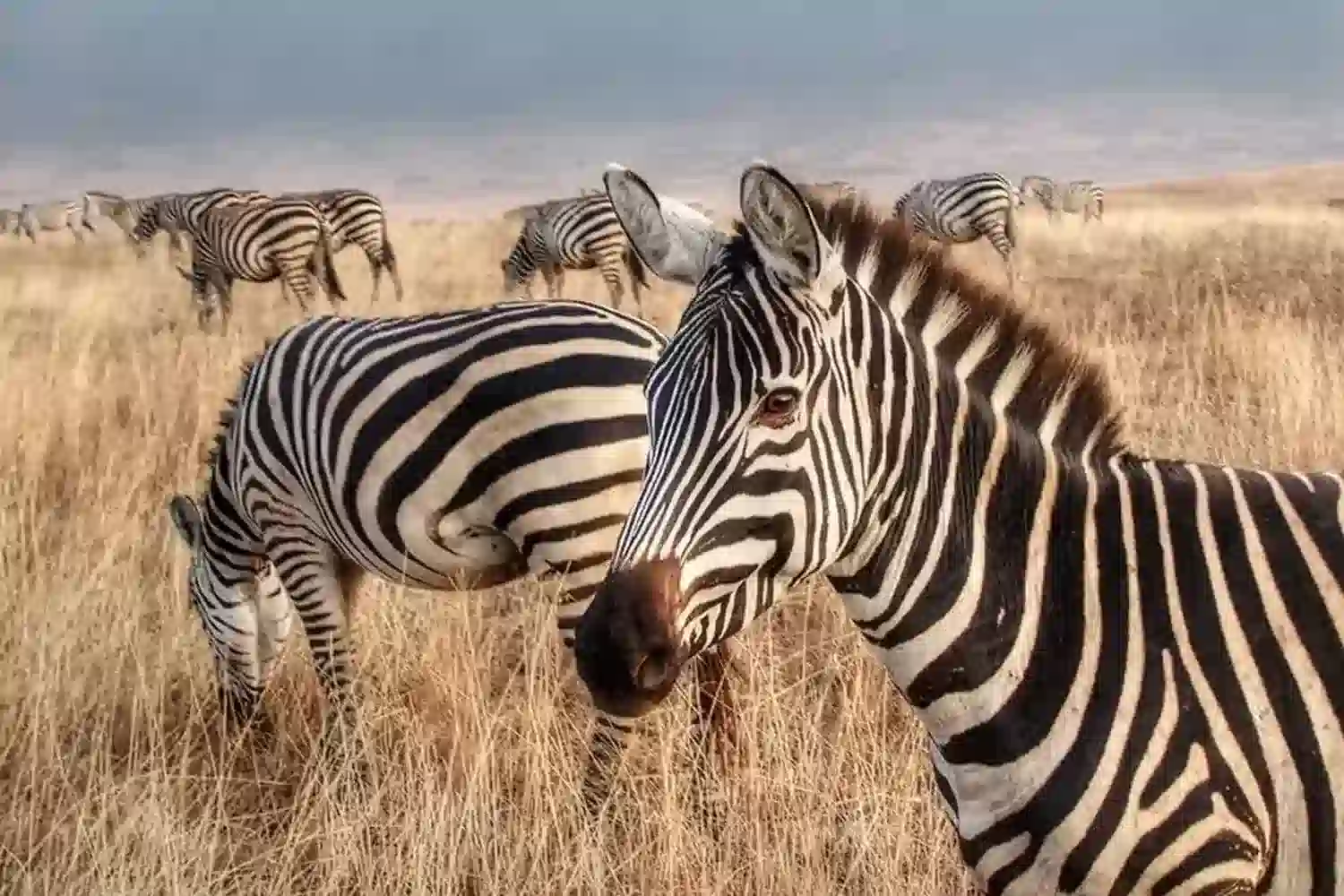 3-Day Tarangire & Lake Manyara Combo Safari