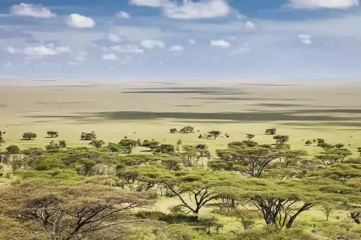 3 ቀን 2 ምሽቶች የሴሬንጌቲ የጉዞ መስመር