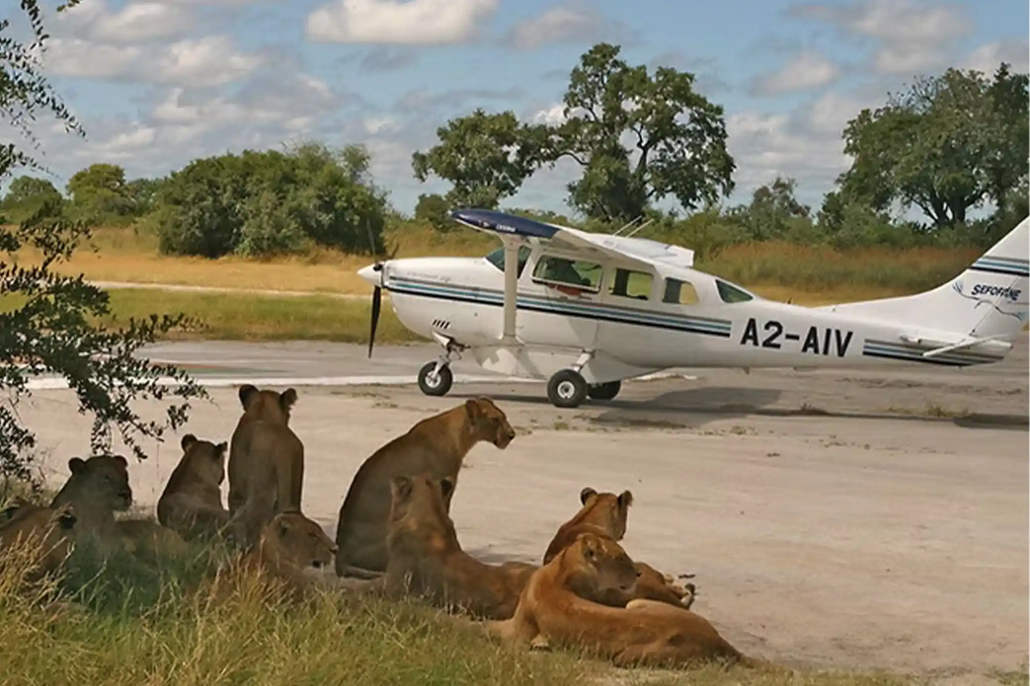 Tanzania safari