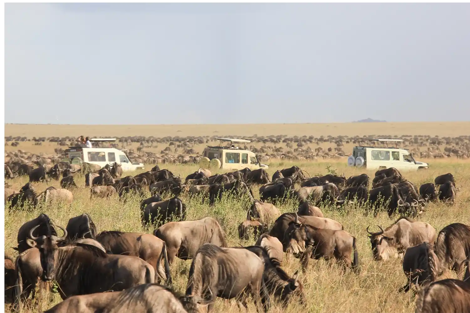 a herd of wildebeests during 3-day Tanzania sharing safari tour