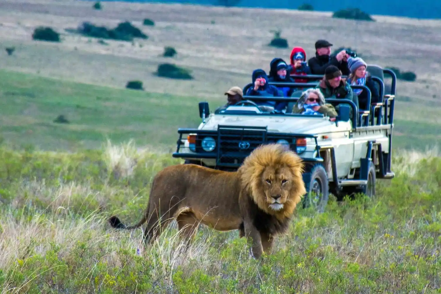 Safari fotogràfic de vida salvatge de Tanzània