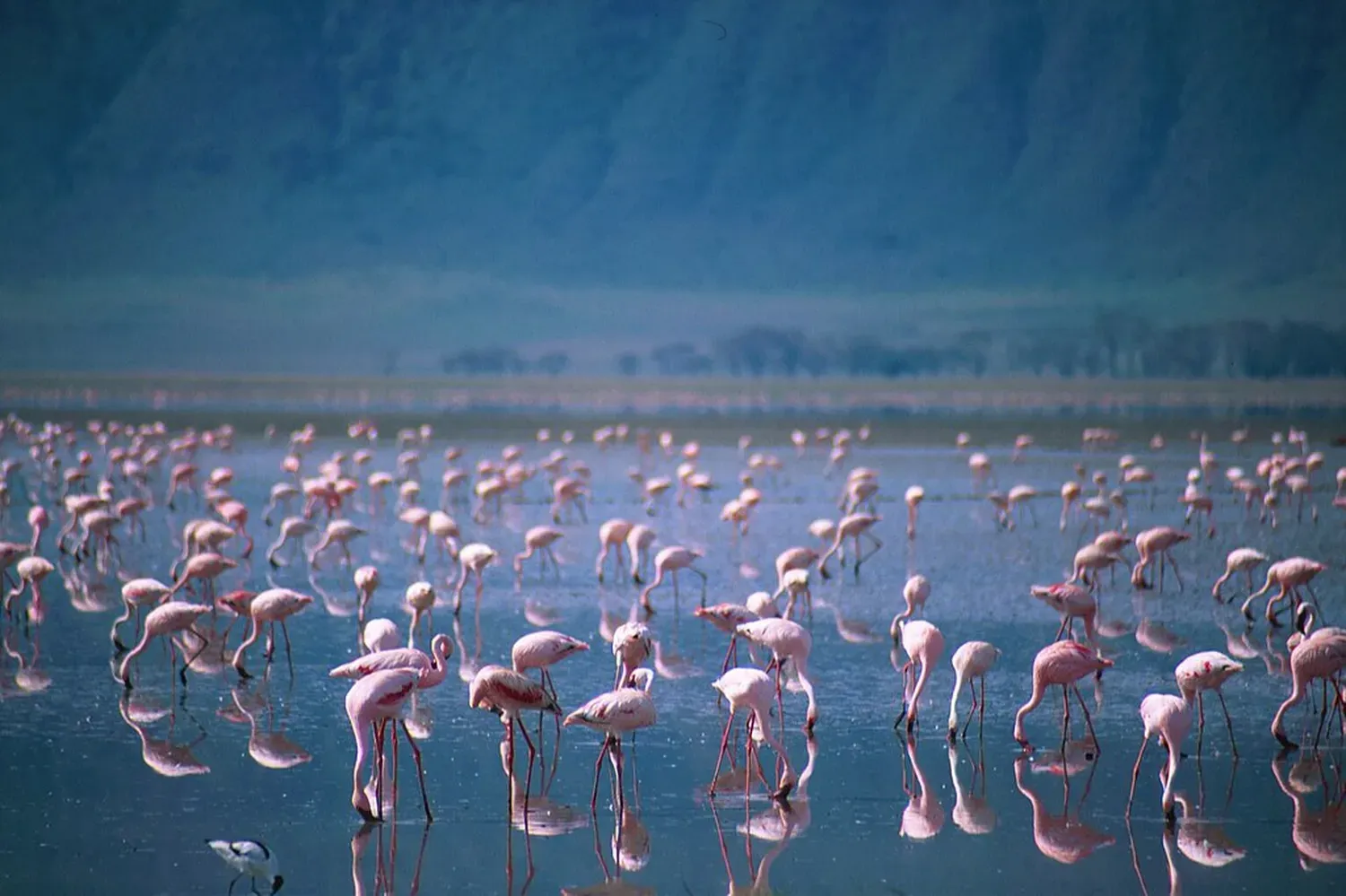 30-Day Tanzania Birding Tour
