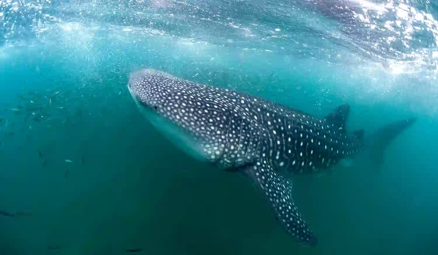 4-tägige Walhai-Suche auf der Mafia-Insel – Meeresabenteuer