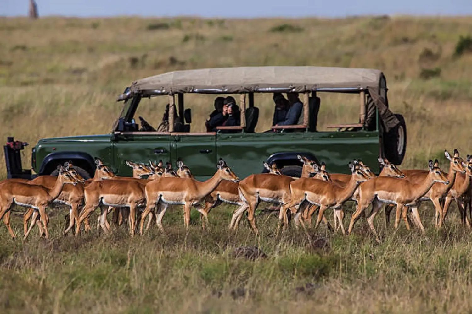 Paquet d'aventura fotogràfica del Serengeti
