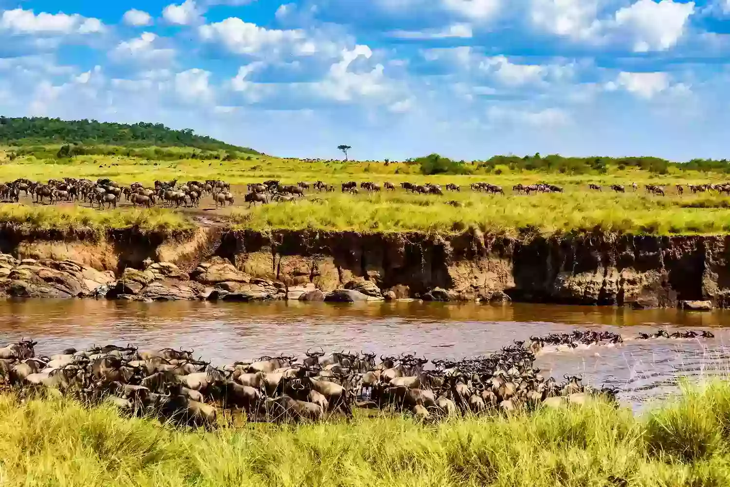 Safari de 4 dies al Serengeti, Tanzània