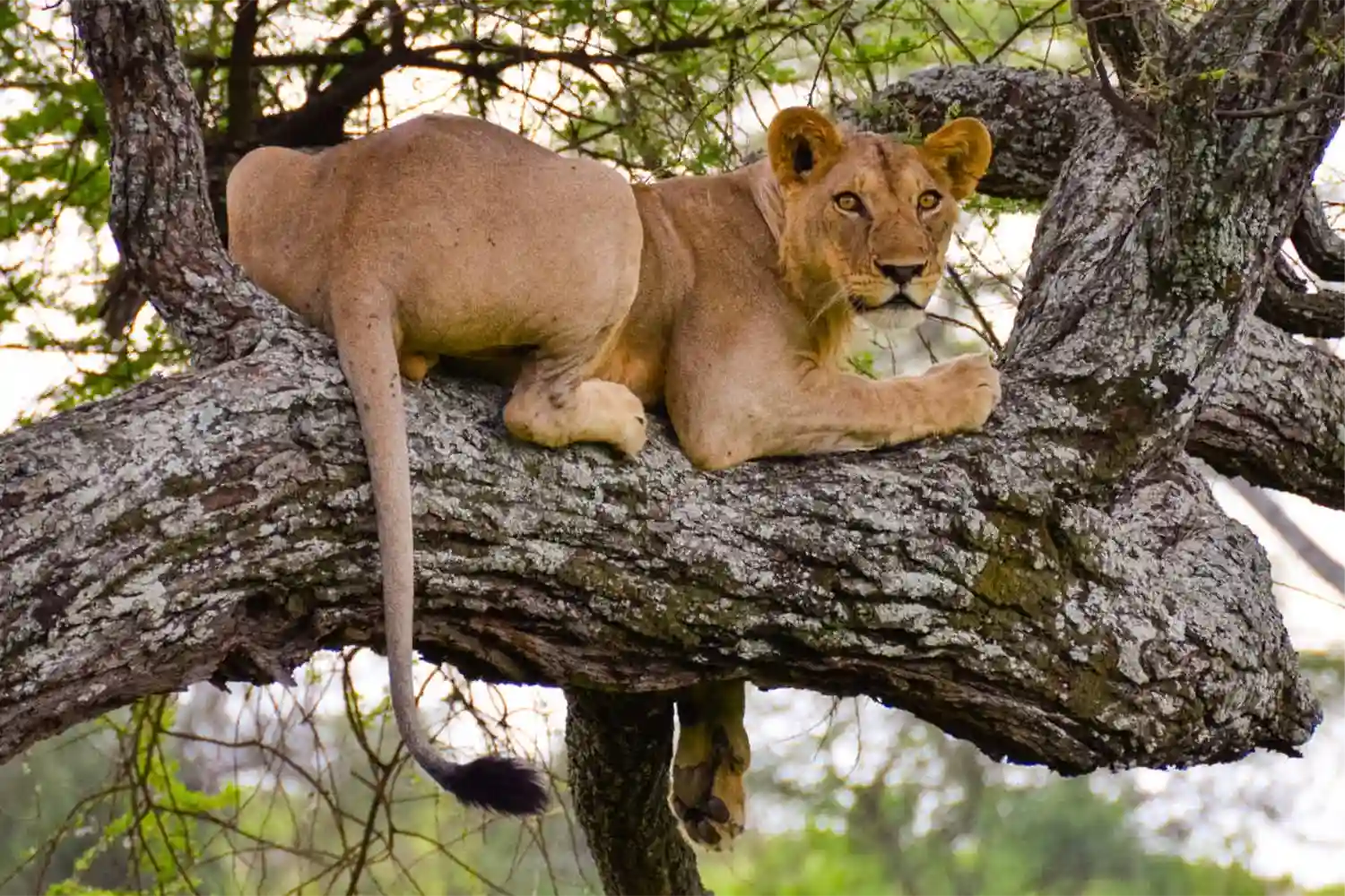 El millor paquet de safari privat de 4 dies a Tanzània