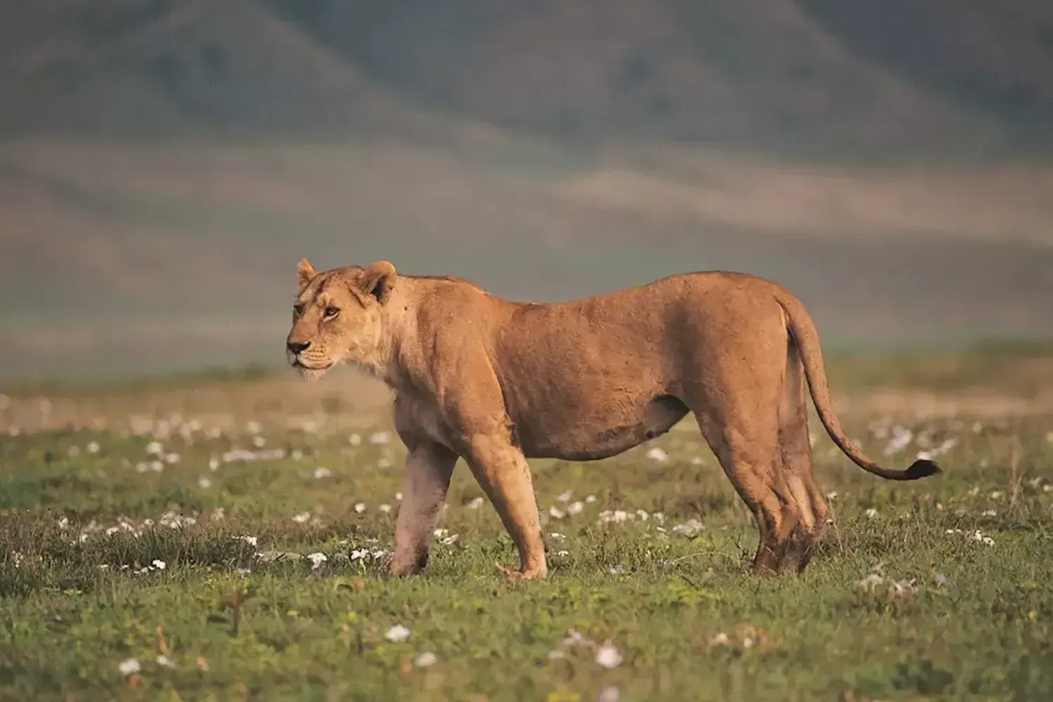 5-Day Ngorongoro & Serengeti Private Safari