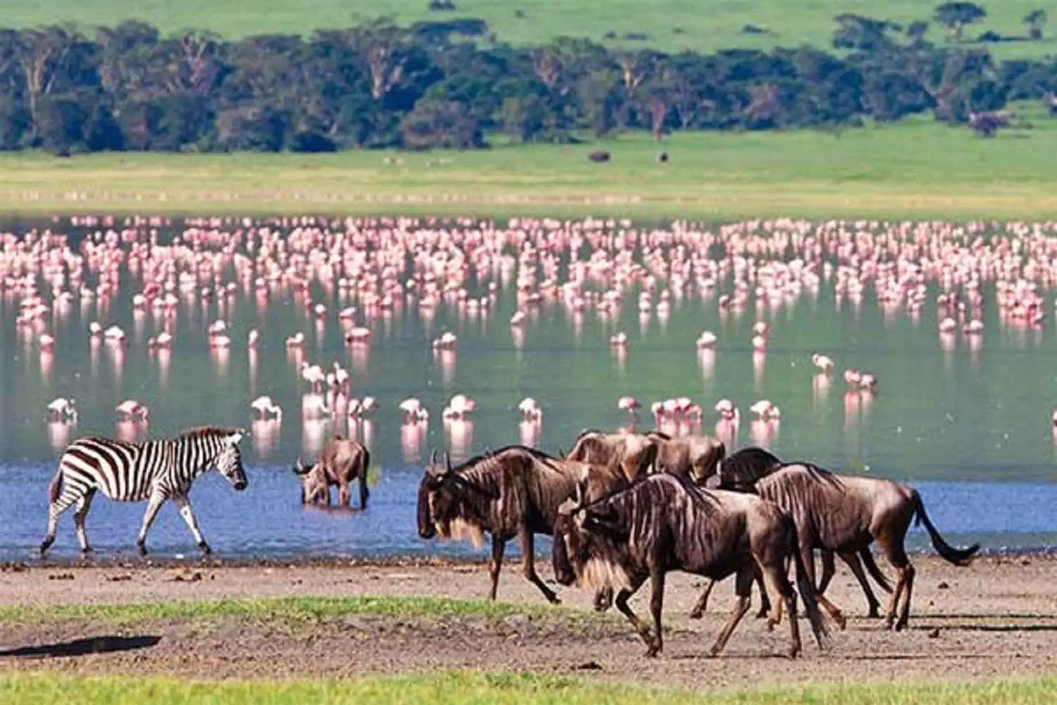 safari de vida salvatge i observació d'aus