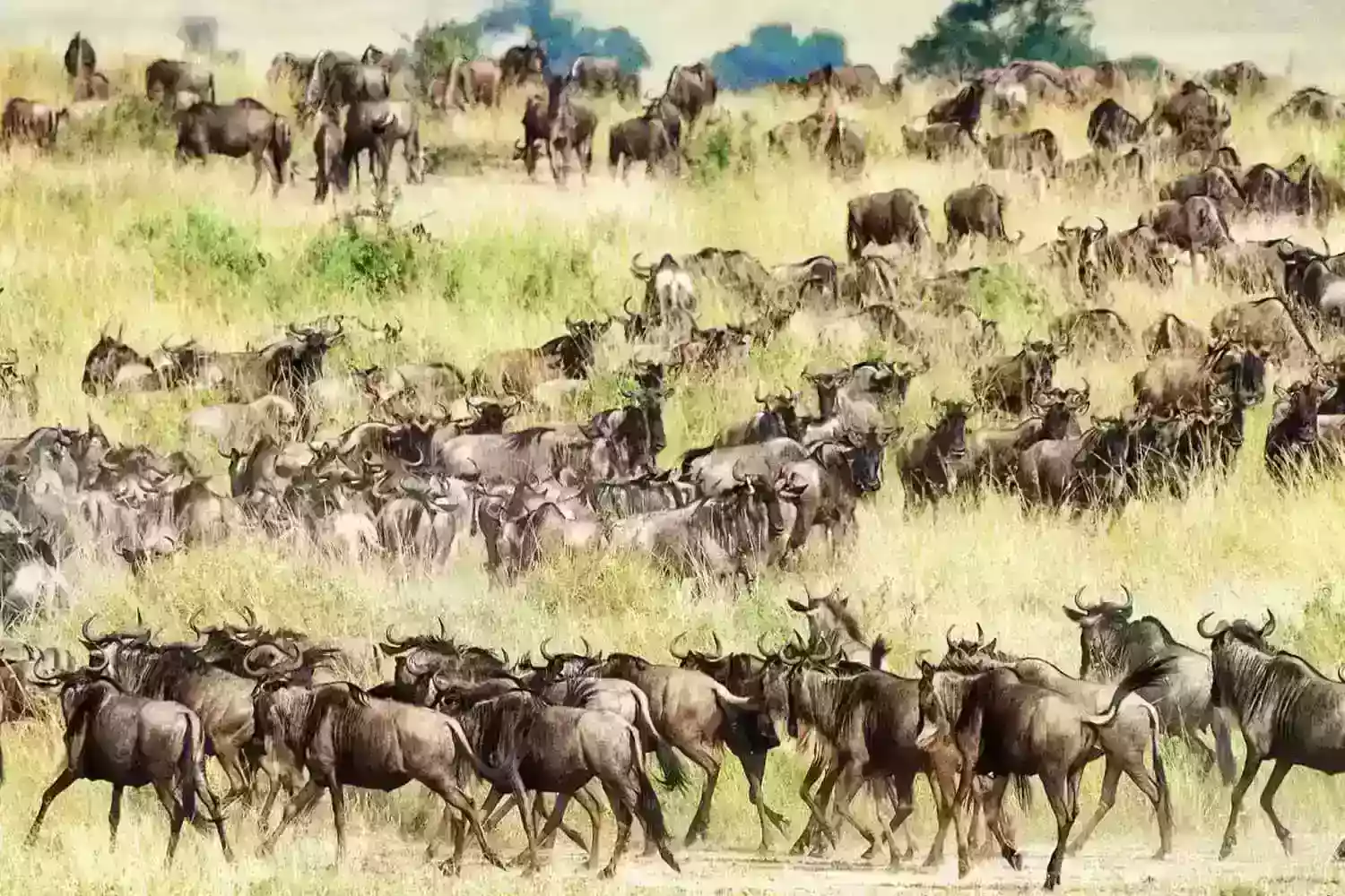 Safari de 5 dies al Serengeti tanznaia