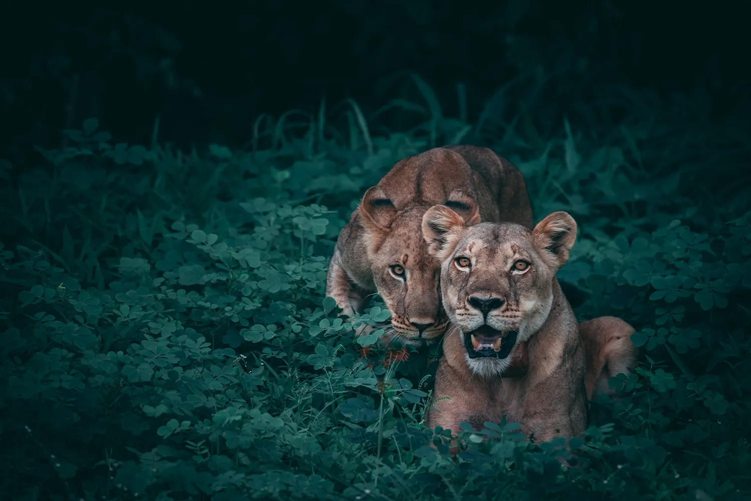 Lleones detectades durant 5 dies de safari compartit en grup a Tanzània