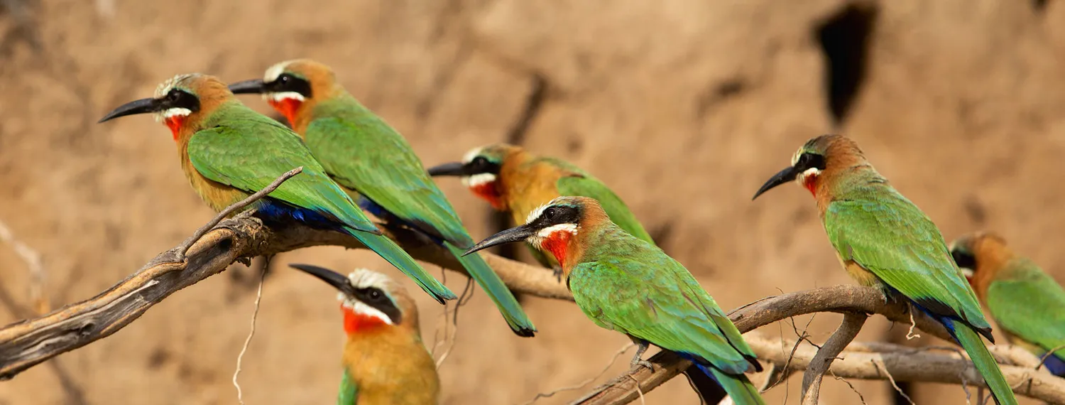 6 day bird watching safari Tanzania itinerary