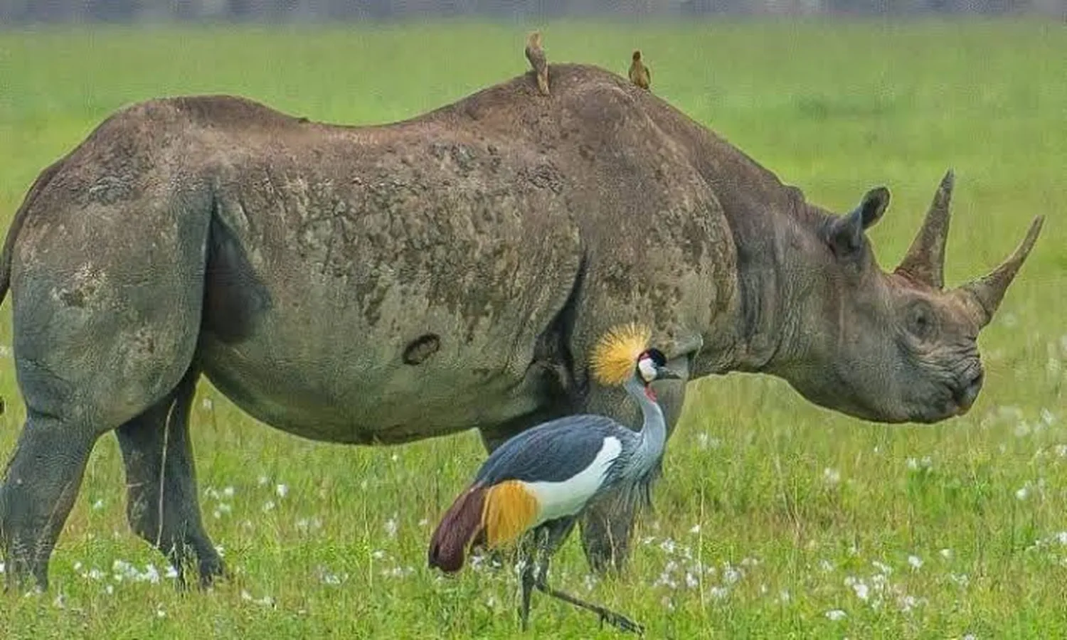 6 day black rhino tracking Ngorongoro Crater safari