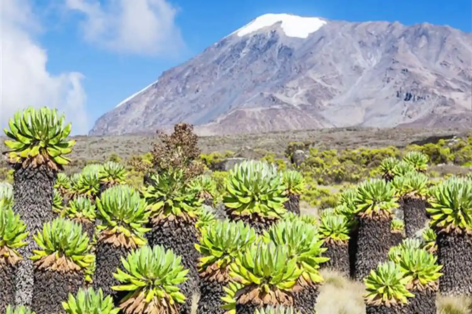 6 dies pressupost Kilimanjaro escalada via Machame