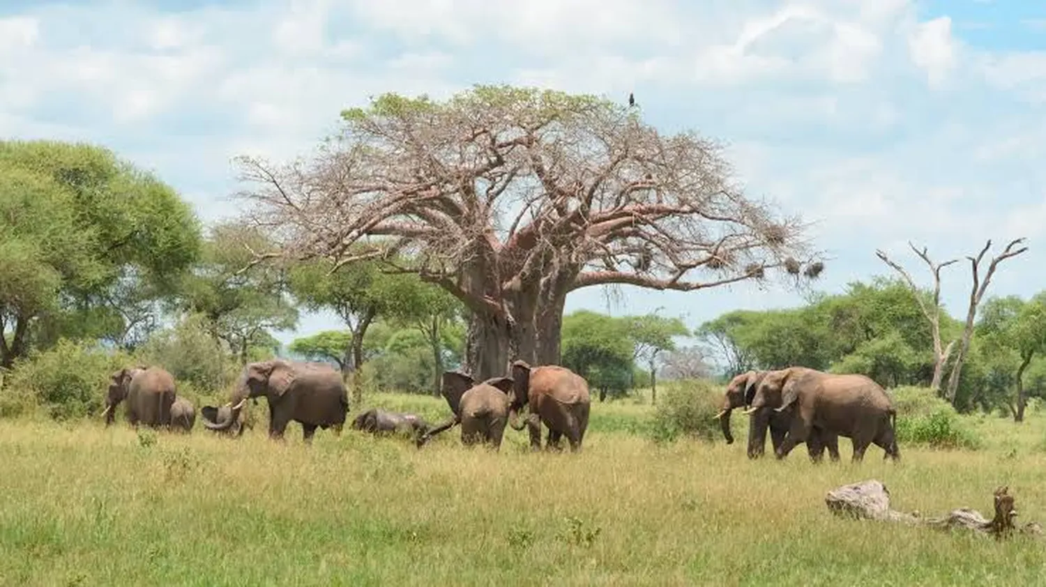 6 day elephant safari Tarangire National Park