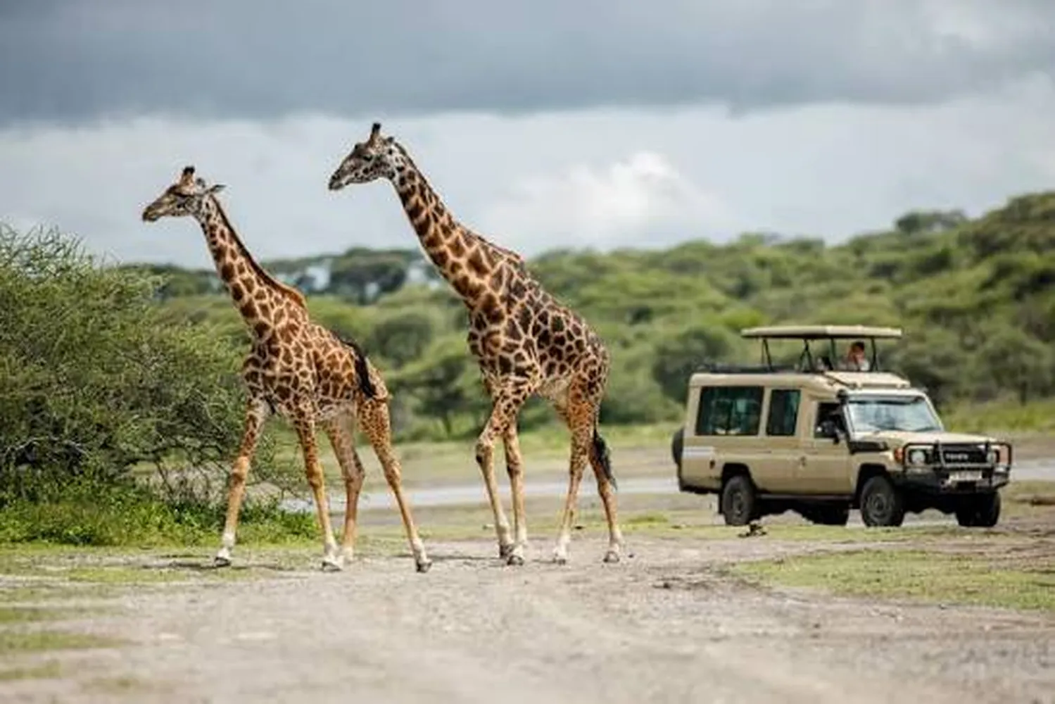 6 day game drive safari Tarangire Serengeti
