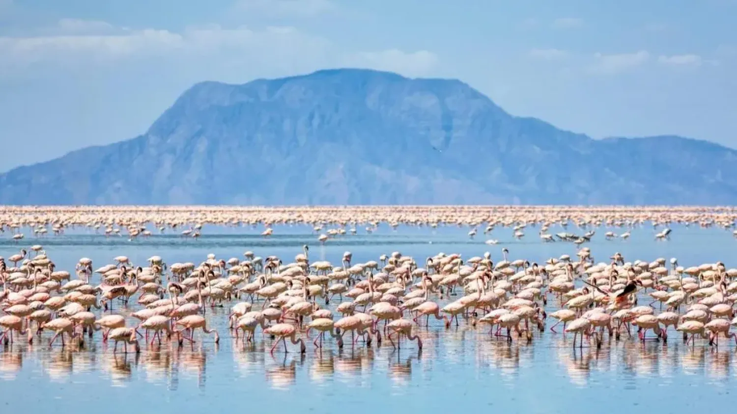 6 day Lake Manyara flamingos and Serengeti safari