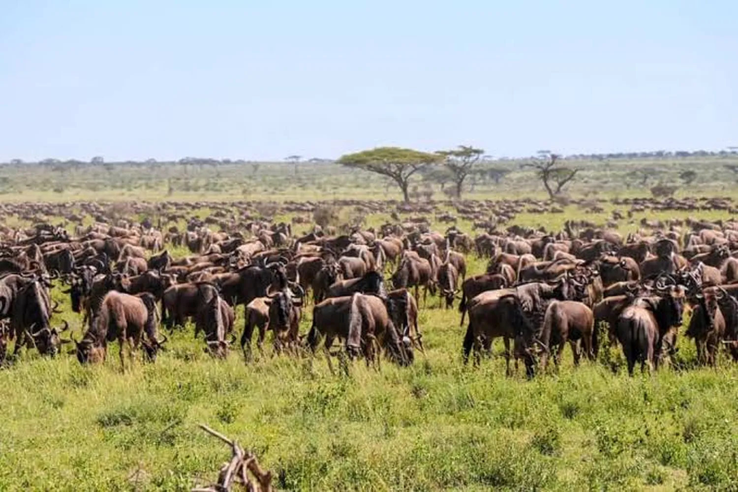 6-day Tanzania and Kenya safari combining Serengeti National Park and Maasai Mara game drives