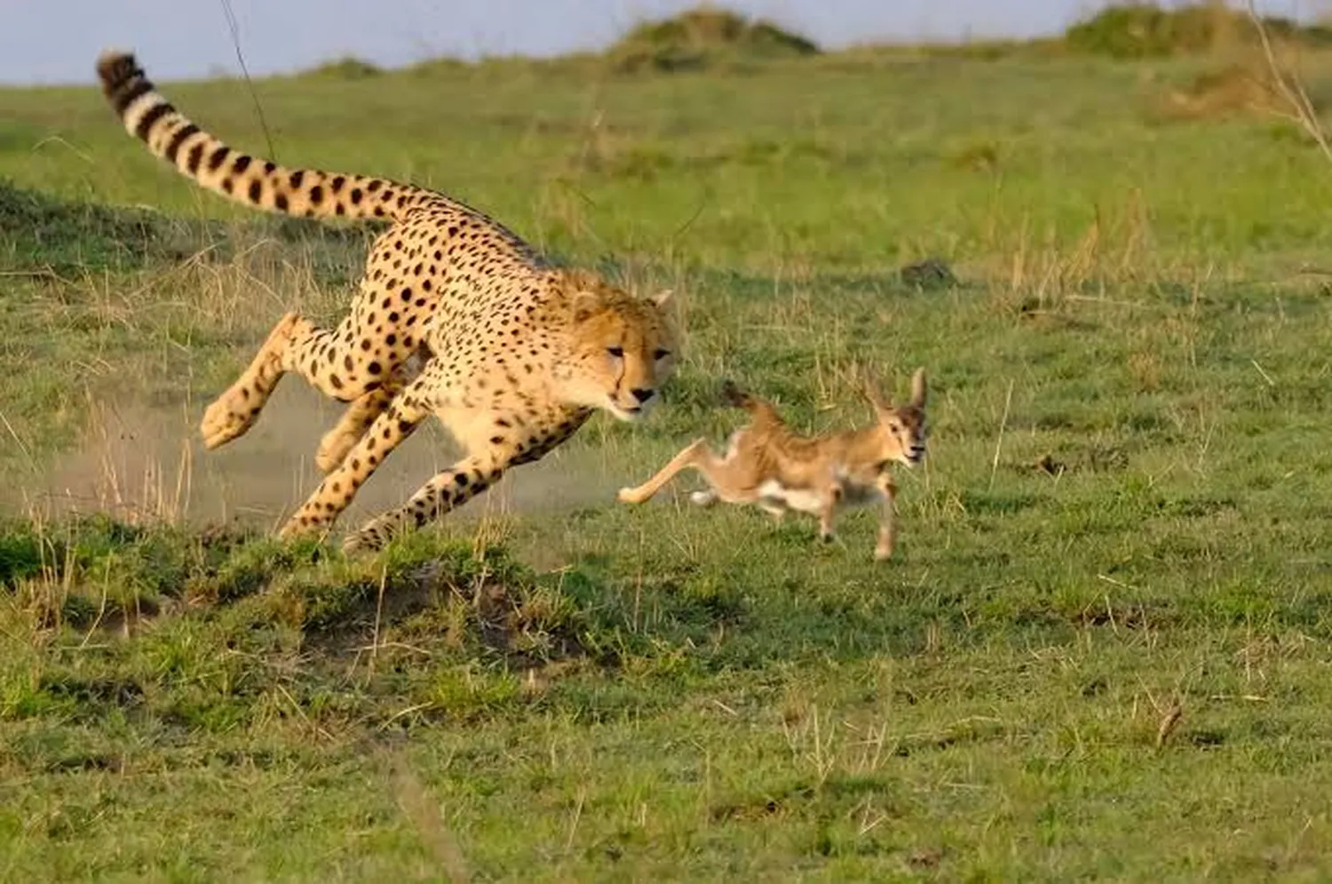 6 day Serengeti predator safari lion leopard cheetah