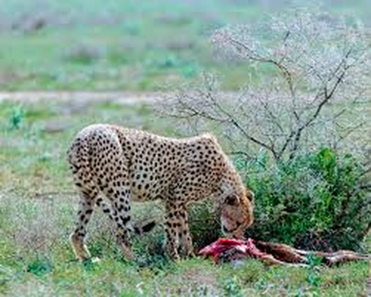 6 day tailored wildlife viewing safari Tanzania with private game drives in Serengeti, Tarangire and Ngorongoro