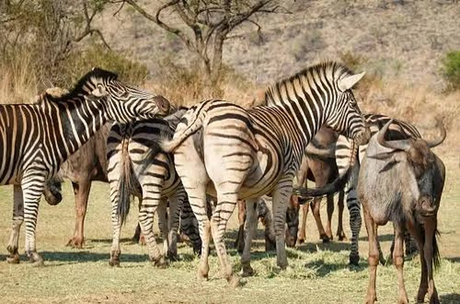 6 day Tanzania safari in December holiday season with green Serengeti plains and wildebeest migration