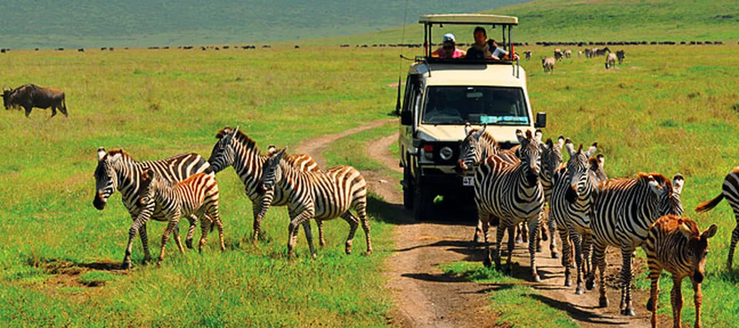 Elephants and other wildlife gathering near water during a 6-day Tanzania safari in the dry season