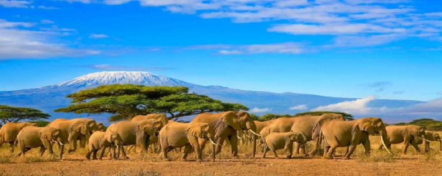 6 day Tanzania safari in January and February with wildebeest and calves in southern Serengeti