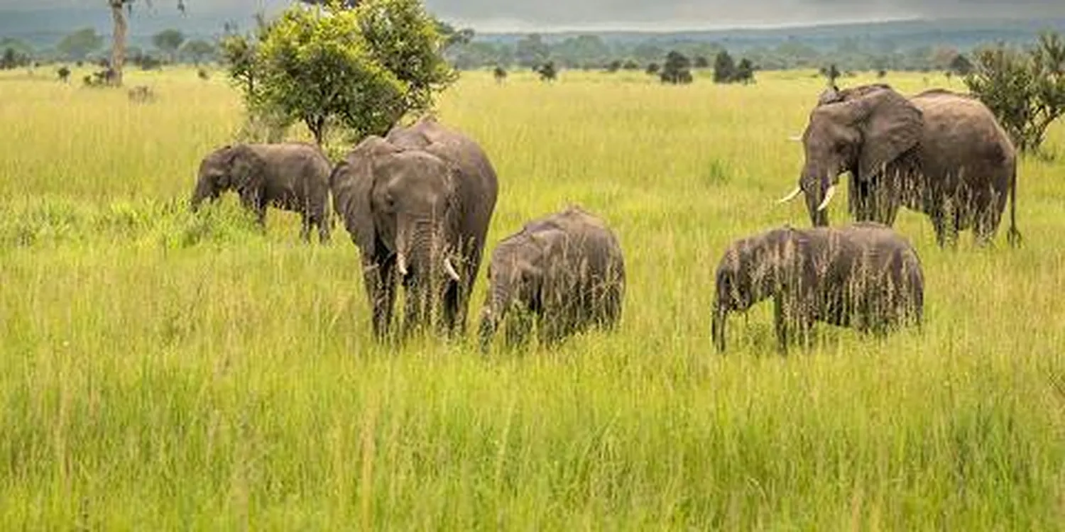 6 day Tanzania safari operator reviews and costs comparison for 2026 and 2027