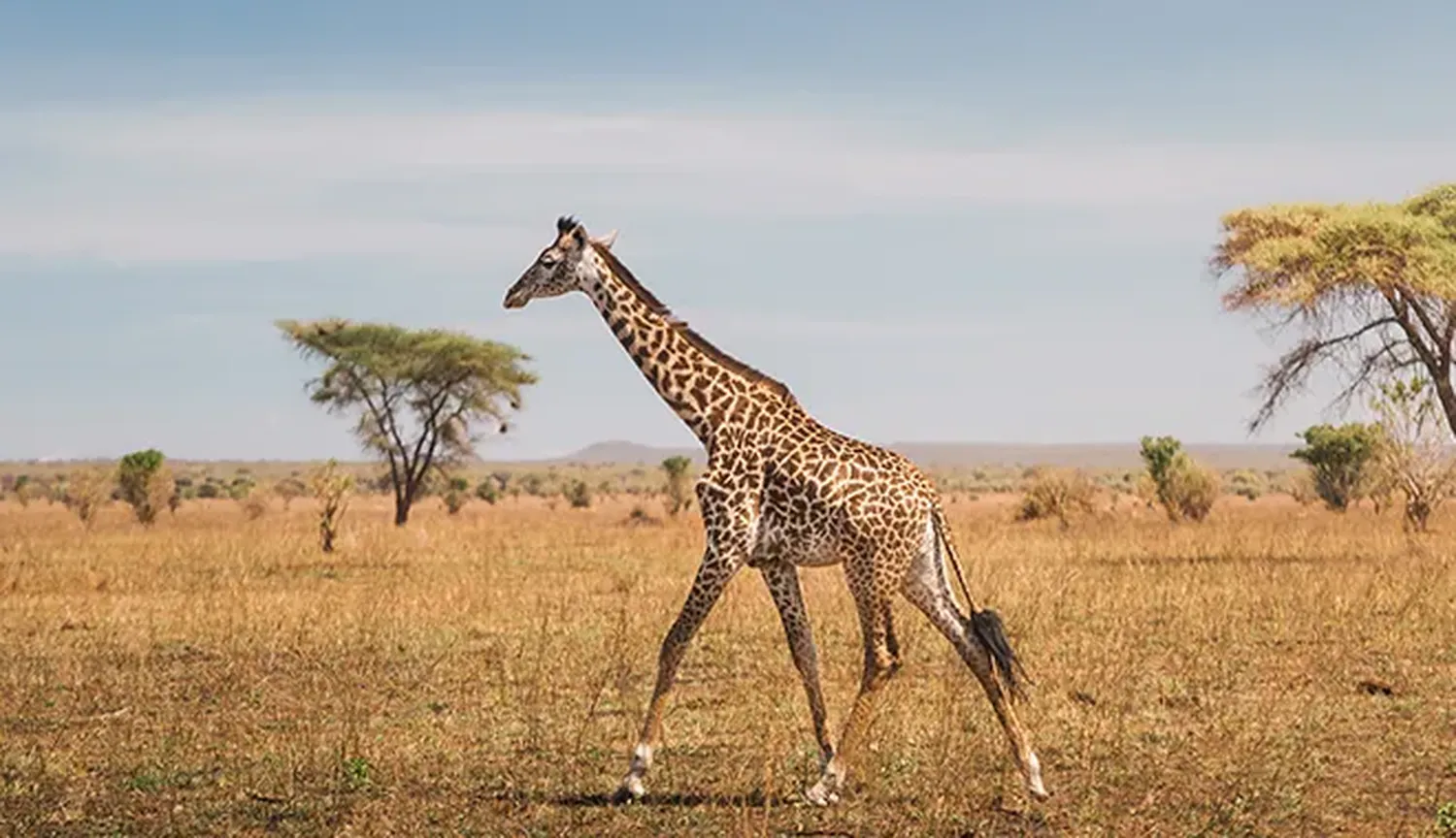 6 day Tanzania safari quote request guide for comparing routes costs and inclusions