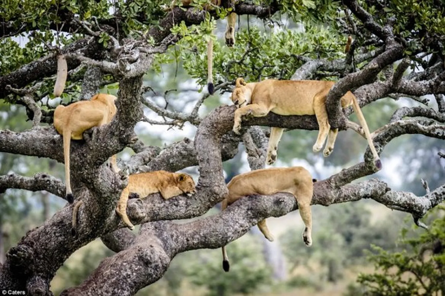 6 day tree climbing lions Lake Manyara safari