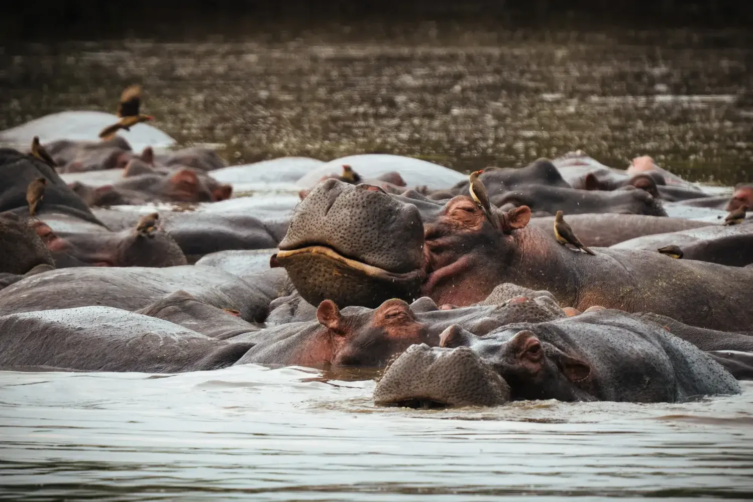 6-day wet season safari Tanzania benefits and drawbacks