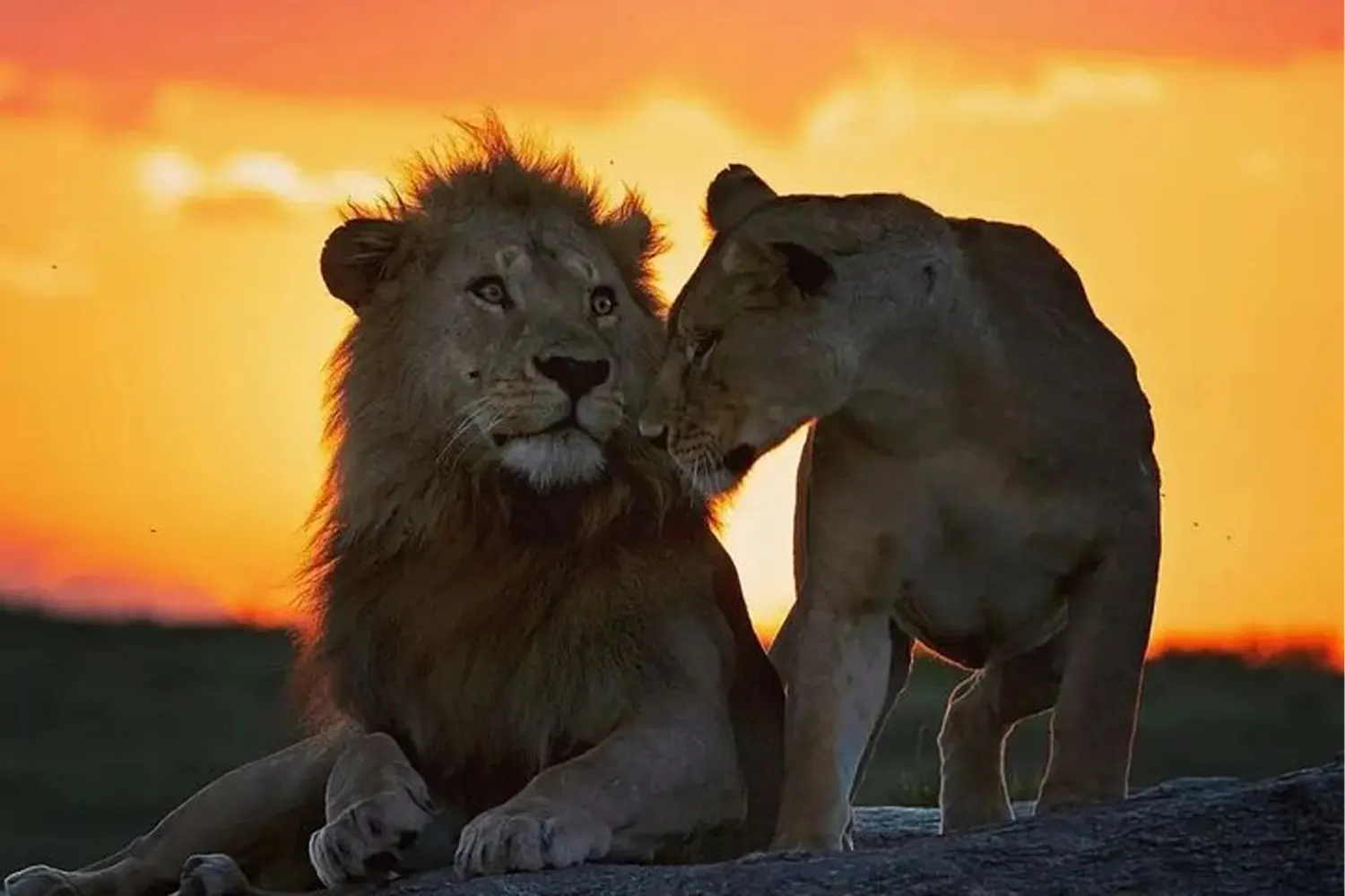 Safari de 6 dies al Serengeti, Tanzània