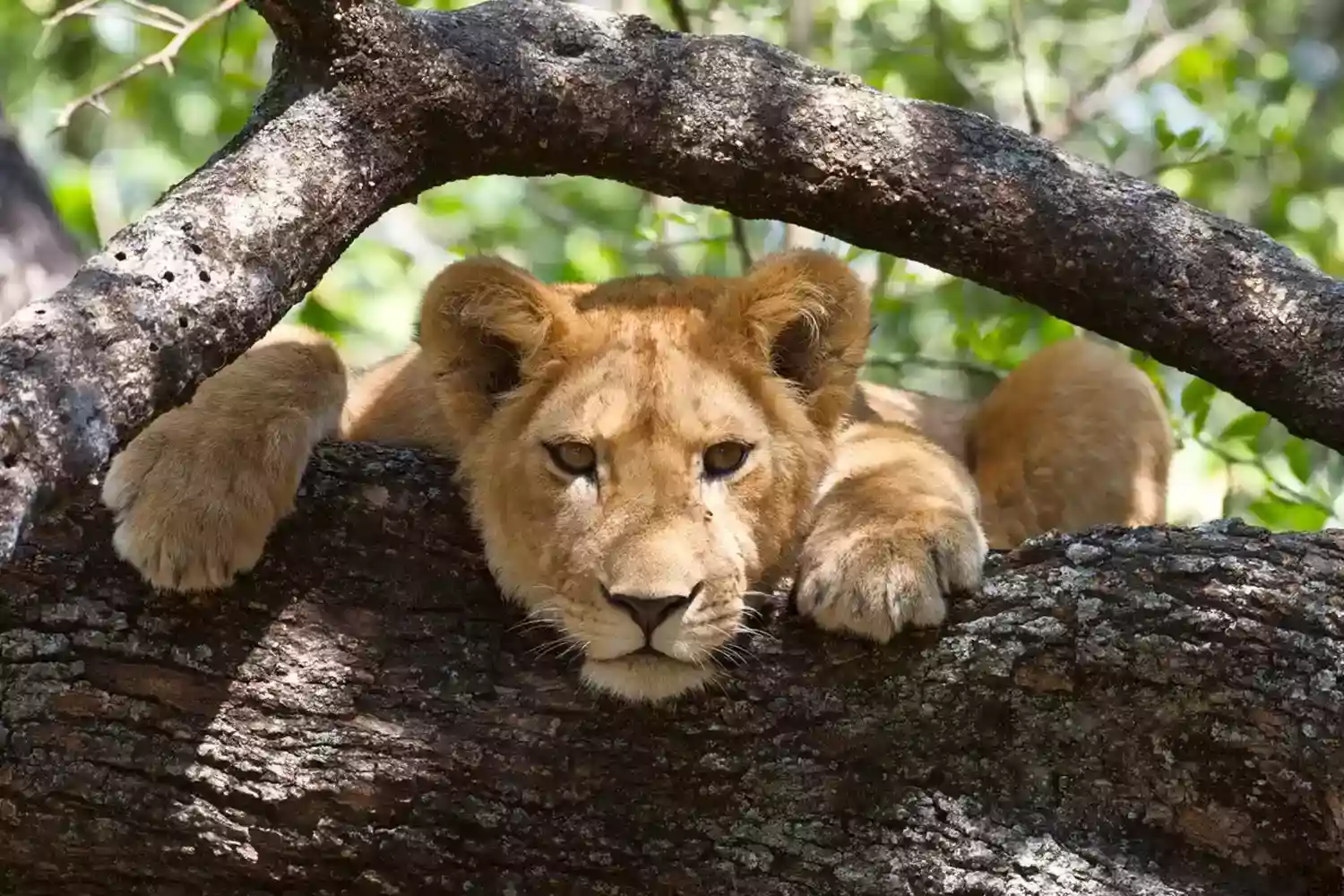 Paquet de safari de 6 dies Tarangire Serengeti Ngorongoro Manyara Lake Eyasi