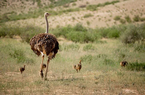 坦桑尼亚鸟类观看野生动物园行程：天堂里的7天