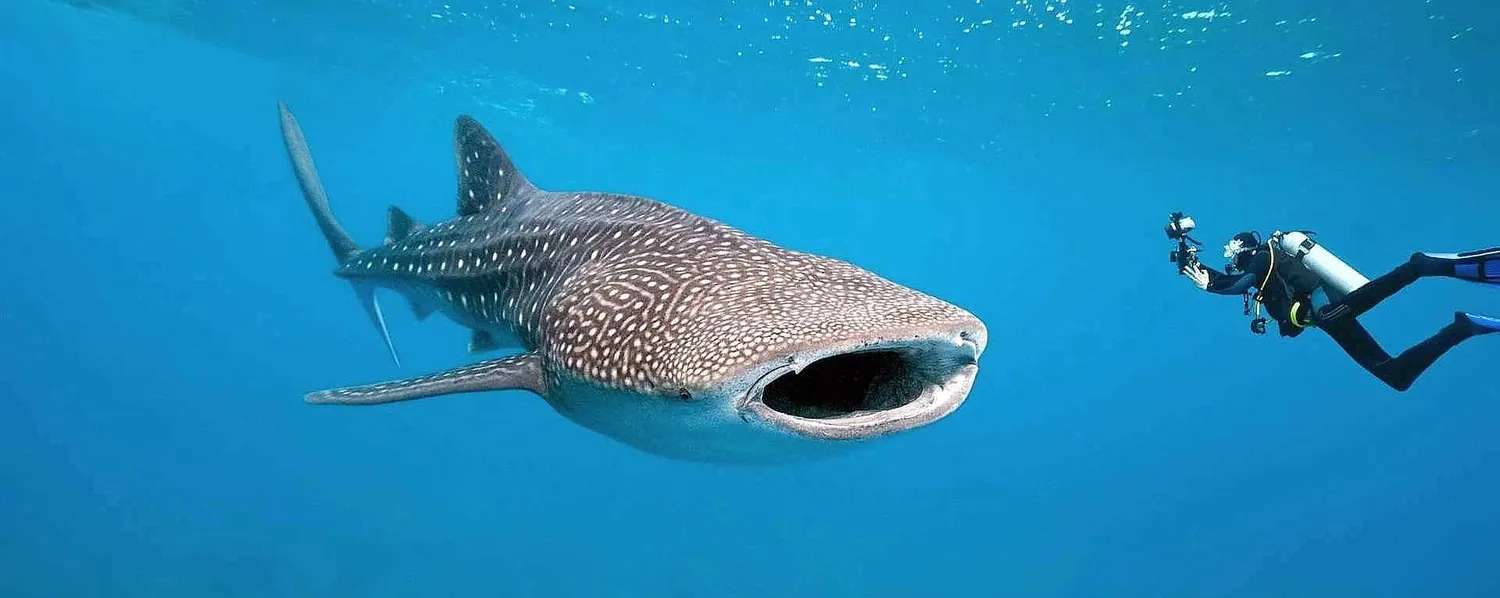 7 Day Mafia Island Dive and Relax - Ultimate Getaway