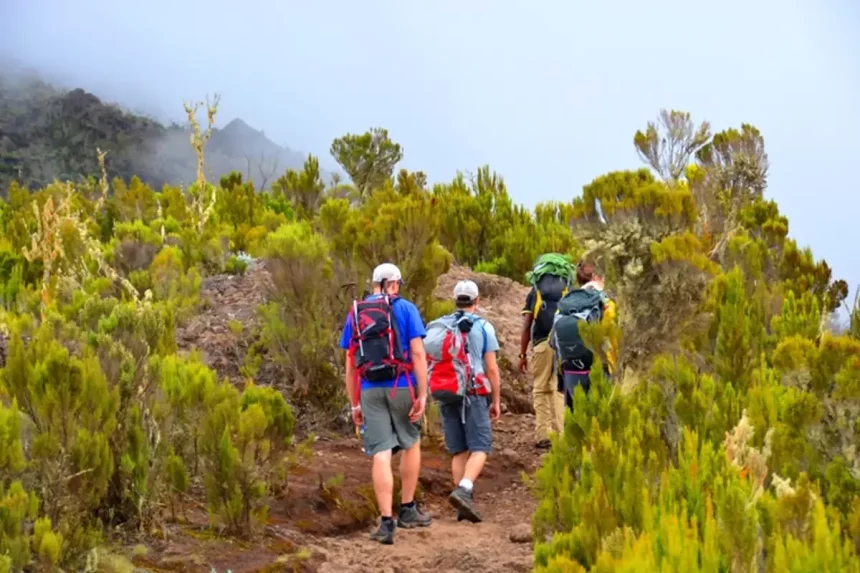 Ruta del Mont Kilimanjaro Rongai de 7 dies