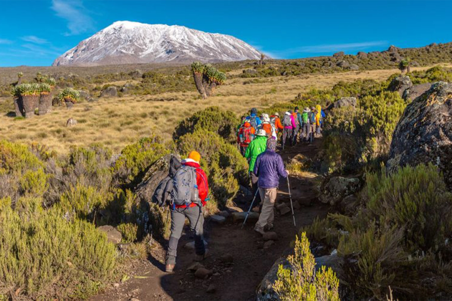 7 days Kilimanjaro joining climb